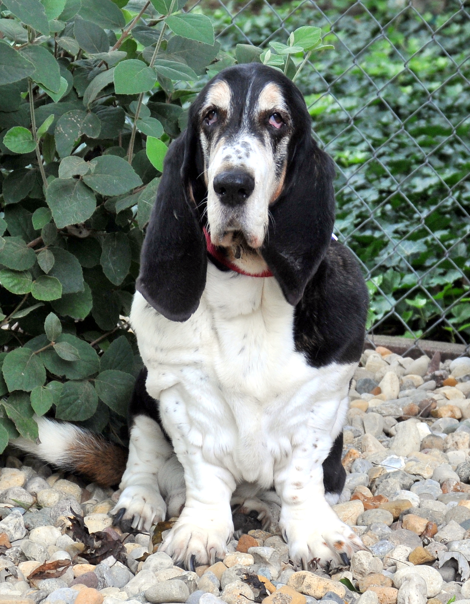 Basset hound